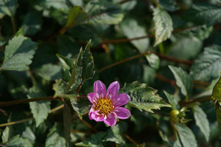 Faint Pink and Cream Flower of Dahliaの写真素材