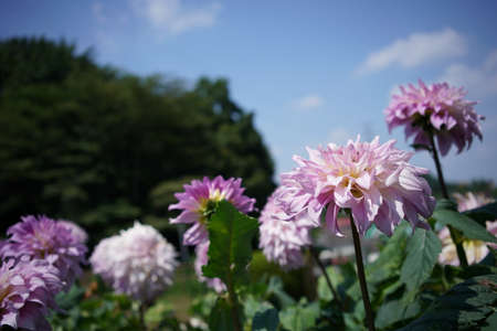 Faint Pink and Cream Flower of Dahliaの写真素材