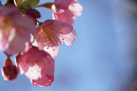 Light Pink Blossom of Cherry 'Kawazu-zakura' in February