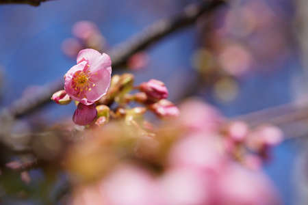 Light Pink Blossom of Cherry 'Kawazu-zakura' in Februaryの写真素材
