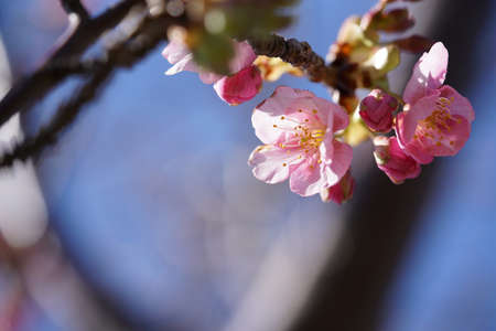 Light Pink Blossom of Cherry 'Kawazu-zakura' in Februaryの写真素材