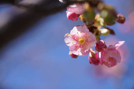 Light Pink Blossom of Cherry 'Kawazu-zakura' in Februaryの写真素材