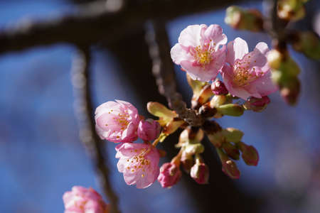 Light Pink Blossom of Cherry 'Kawazu-zakura' in Februaryの写真素材