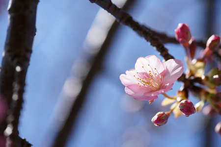 Light Pink Blossom of Cherry 'Kawazu-zakura' in February