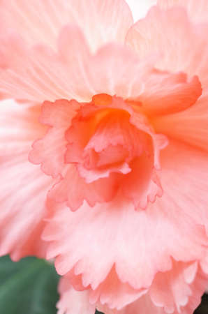 Soft Faint Pink Flower Center of Begonia in Full Bloomの写真素材