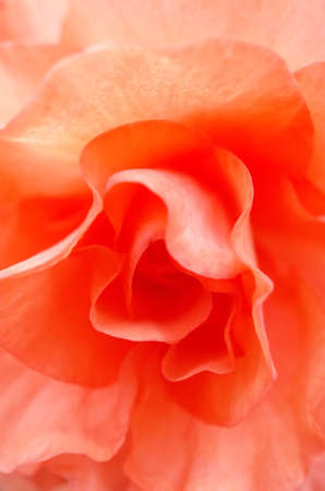 Soft Light Pink Flower Center of Begonia in Full Bloomの写真素材