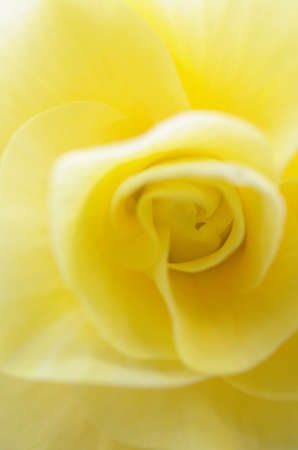 Soft Yellow Flower Center of Begonia in Full Bloomの写真素材