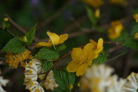 Yellow Flower of Japanese Kerria in Full Bloomの写真素材