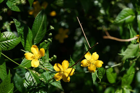 Yellow Flower of Japanese Kerria in Full Bloomの写真素材