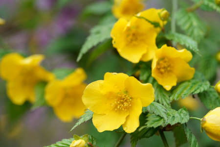 Yellow Flower of Japanese Kerria in Full Bloomの写真素材
