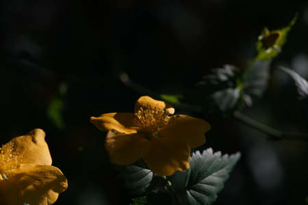 Yellow Flower of Japanese Kerria in Full Bloom