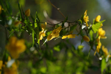 Yellow Flower of Japanese Kerria in Full Bloomの写真素材