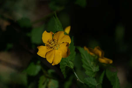 Yellow Flower of Japanese Kerria in Full Bloomの写真素材