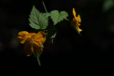 Yellow Flower of Japanese Kerria in Full Bloomの写真素材