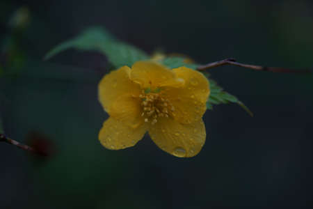 Yellow Flower of Japanese Kerria in Full Bloom