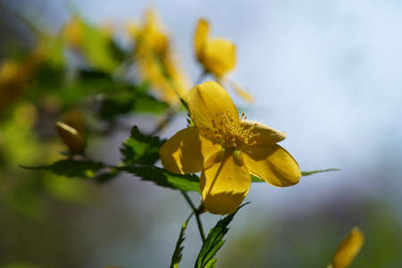 Yellow Flower of Japanese Kerria in Full Bloom