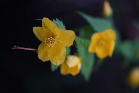 Yellow Flower of Japanese Kerria in Full Bloomの写真素材