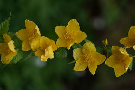 Yellow Flower of Japanese Kerria in Full Bloomの写真素材