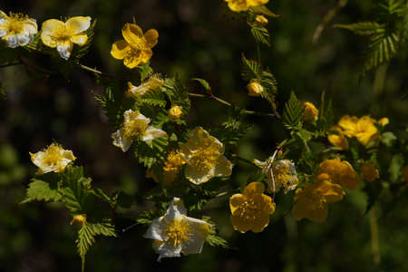 Yellow Flower of Japanese Kerria in Full Bloom
