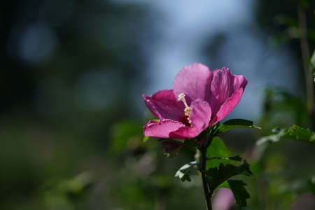 Light Pink Flower of Rose of Sharon in Full Bloomの写真素材