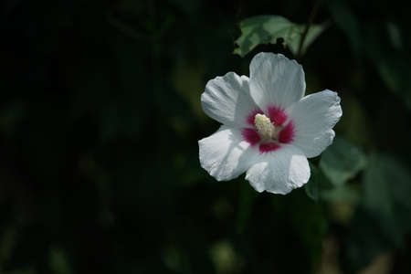 White Flower of Rose of Sharon in Full Bloomの写真素材