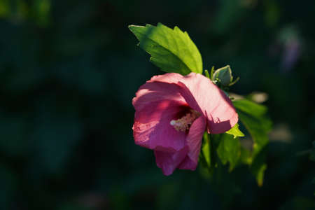 Light Pink Flower of Rose of Sharon in Full Bloom