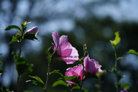 Light Pink Flower of Rose of Sharon in Full Bloomの写真素材