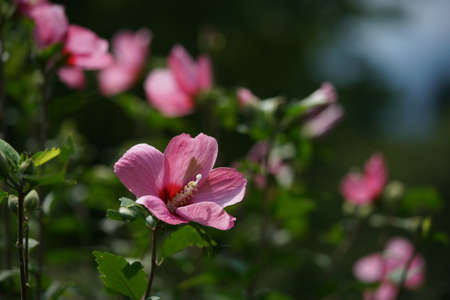 Light Pink Flower of Rose of Sharon in Full Bloomの写真素材