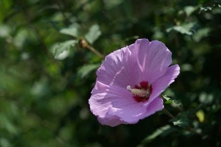 Light Pink Flower of Rose of Sharon in Full Bloom