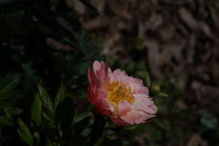Light Pink Flower of Japanese Peony in Full Bloomの写真素材