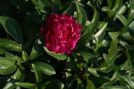 Light Pink Flower of Japanese Peony in Full Bloomの写真素材