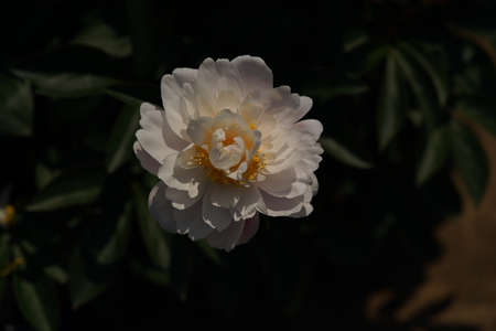 White Flower of Japanese Peony in Full Bloomの写真素材