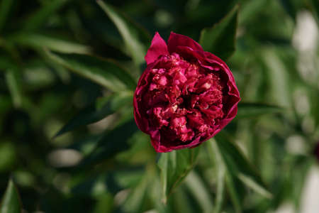 Red Flower of Japanese Peony in Full Bloomの写真素材
