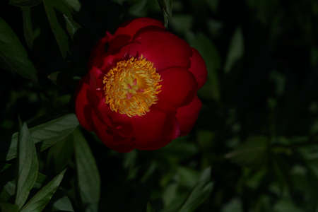 Red Flower of Japanese Peony in Full Bloomの写真素材