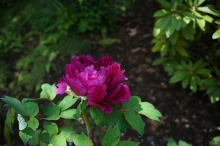 Light Pink Flower of Japanese Peony in Full Bloomの写真素材