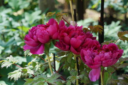 Light Pink Flower of Japanese Peony in Full Bloomの写真素材