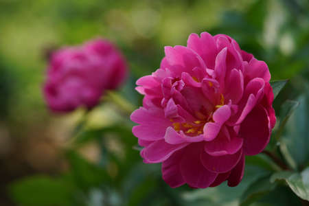 Light Pink Flower of Japanese Peony in Full Bloomの写真素材