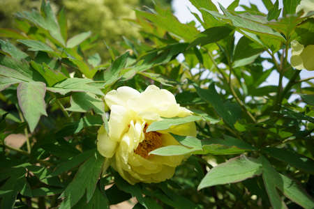 Light Yellow Flower of Japanese Peony in Full Bloomの写真素材