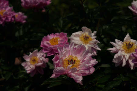 Light Pink Flower of Japanese Peony in Full Bloomの写真素材