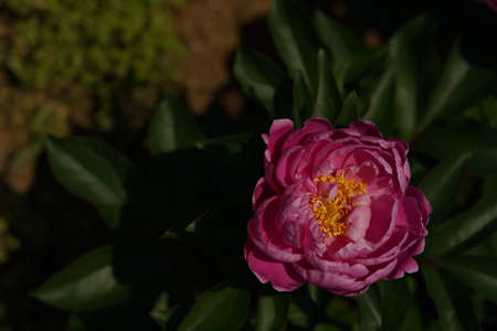 Light Pink Flower of Japanese Peony in Full Bloomの写真素材