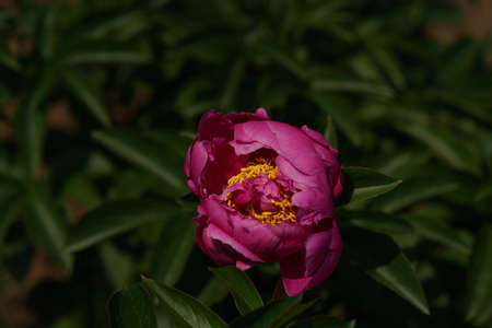 Light Pink Flower of Japanese Peony in Full Bloomの写真素材
