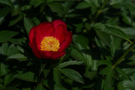 Red Flower of Japanese Peony in Full Bloomの写真素材