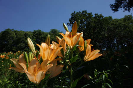 Light Yellow Flower of Thunberg Lily in Full Bloomの写真素材