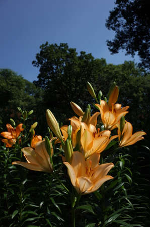 Light Yellow Flower of Thunberg Lily in Full Bloomの写真素材