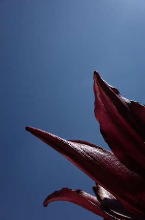 Light Purple Flower of Thunberg Lily in Full Bloomの写真素材