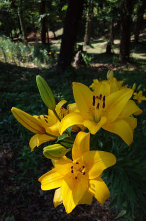 Light Yellow Flower of Thunberg Lily in Full Bloomの写真素材