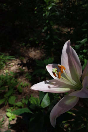 Faint Pink Flower of Thunberg Lily in Full Bloomの写真素材