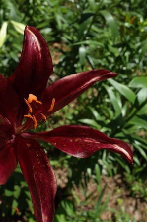 Light Purple Flower of Thunberg Lily in Full Bloomの写真素材