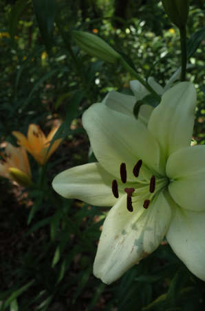 White Flower of Thunberg Lily in Full Bloomの写真素材