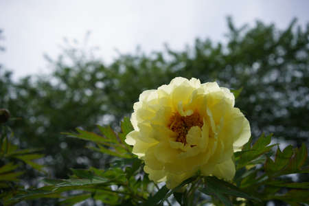 Light Yellow Flower of Japanese Peony in Full Bloomの写真素材